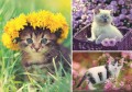 puzzle-1000-elementow-trefl-koty-w-ogrodzie-kotki-kot-eko-91701-422b.jpg