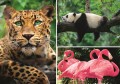 puzzle-1000-elementow-trefl-dzikie zwierzeta-eko-91700-423b.jpg
