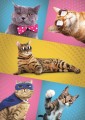 puzzle-500-elementow-trefl-kotki-kot-91752-429b.jpg