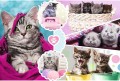 puzzle-trefl-160-elementow-kot-koty-kociaki-15371-455b.jpg